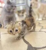 マンチカン(短足)【東京都・女の子・2022年7月1日・ブラウンパッチドタビー】の写真3