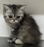 スコティッシュフォールド(立ち耳)【東京都・女の子・2023年11月27日・シルバーパッチドタビー】の写真3