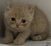 アメリカンカール【東京都・女の子・2024年2月22日・クリームタビー】の写真3