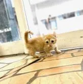 キンカロー【東京都・女の子・2022年4月25日・レッドタビー】の写真3