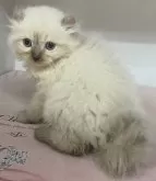 アメリカンカール【東京都・男の子・2024年1月10日・シールポイント】の写真4