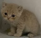 アメリカンカール【東京都・女の子・2024年2月22日・クリームタビー】の写真4