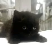 エキゾチックショートヘア【東京都・男の子・2025年6月25日・ブラック】の写真10