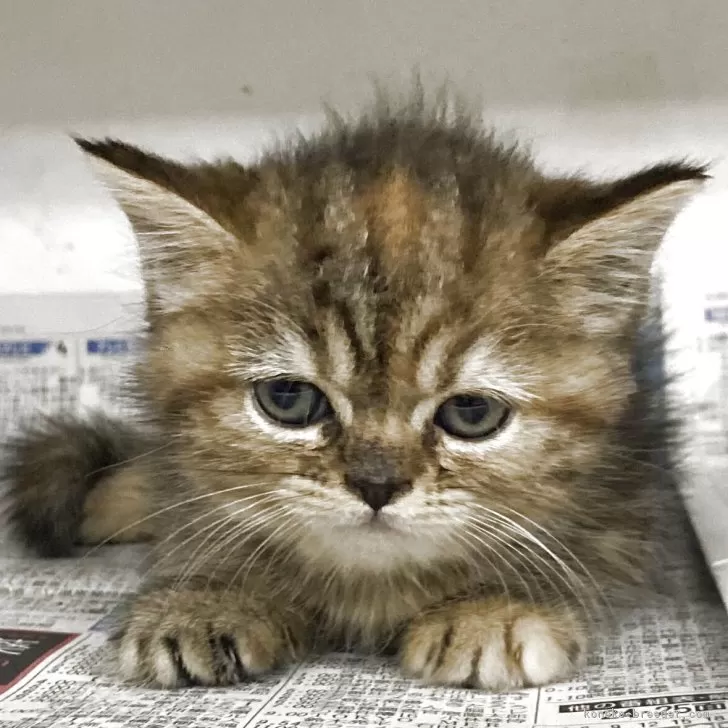 ミヌエット(長足)【東京都・女の子・2025年7月3日・キャリコ】の写真1