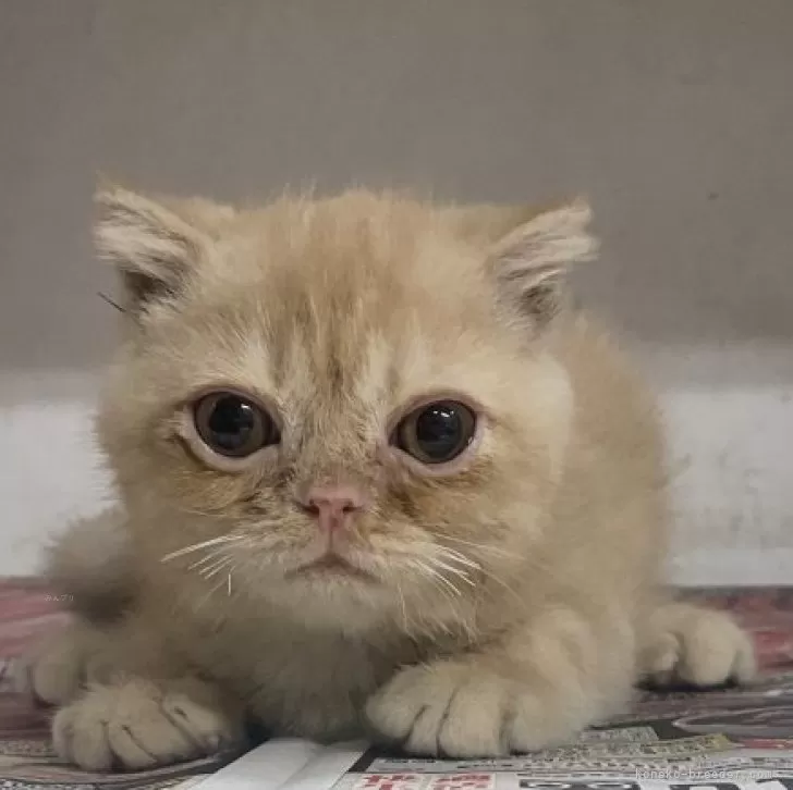 ID：2412-02278の子猫