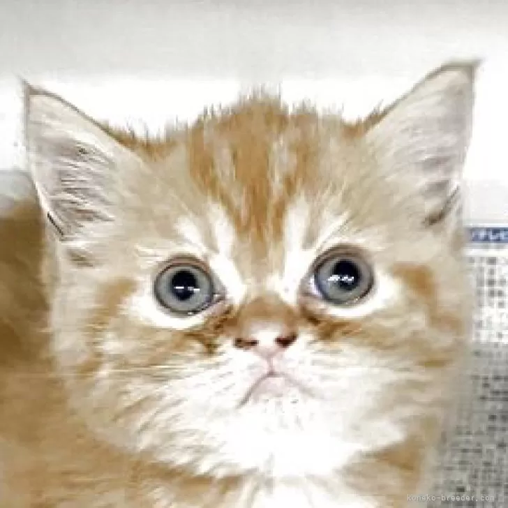 ミヌエット(長足)【東京都・女の子・2025年7月3日・レッドタビー】の写真1