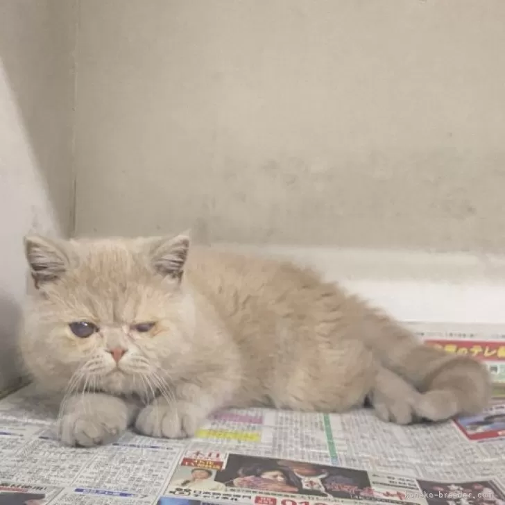 ID：2503-00868の子猫