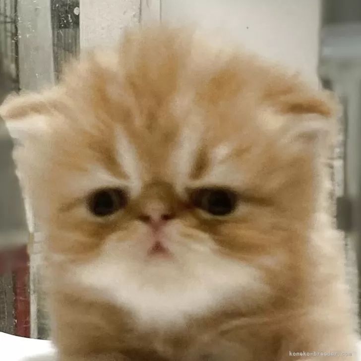 ID：2508-01668の子猫