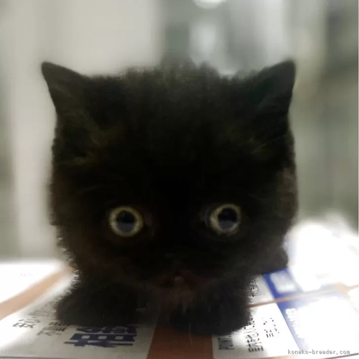 ID:2508-01657の子猫