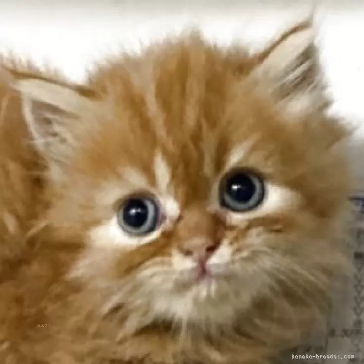 ミヌエット(長足)【東京都・女の子・2025年7月3日・レッドタビー】の写真1