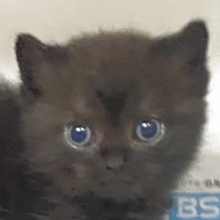 ものぴ 様のお迎えした子猫