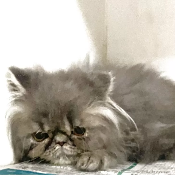 エキゾチックロングヘア【東京都・男の子・2025年3月14日・ブルータビー】の写真1