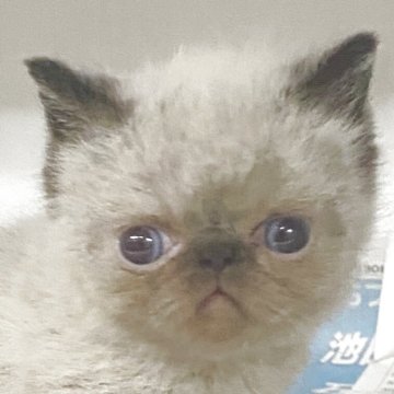 エキゾチックショートヘア【東京都・男の子・2025年7月27日・ポイントカラー】の写真「人懐っこい男の子」