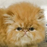 エキゾチックロングヘア