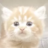 マンチカン(長足)