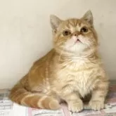 マンチカン(短足)