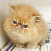 エキゾチックロングヘア