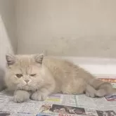 エキゾチックショートヘア【東京都・男の子・2024年10月11日・クリームタビー】の写真1