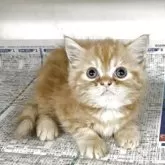 ミヌエット(長足)【東京都・女の子・2025年7月3日・レッドタビー】の写真2