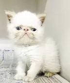 エキゾチックショートヘア【東京都・男の子・2025年7月21日・ホワイト】の写真2