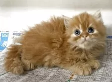 ミヌエット(長足)【東京都・女の子・2025年7月3日・レッドタビー】の写真2