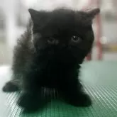 エキゾチックショートヘア【東京都・男の子・2025年6月25日・ブラック】の写真2