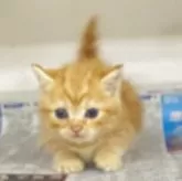 マンチカン(短足)【東京都・女の子・2025年7月22日・レッドタビー】の写真3