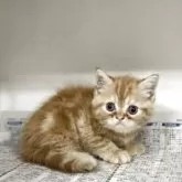 ミヌエット(長足)【東京都・女の子・2025年7月3日・レッドタビー】の写真3