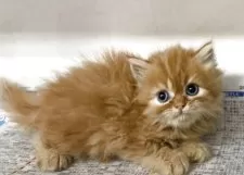 ミヌエット(長足)【東京都・女の子・2025年7月3日・レッドタビー】の写真3