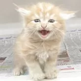 マンチカン(長足)【東京都・男の子・2025年7月22日・レッドタビー】の写真3