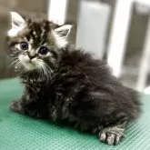 ミヌエット(長足)【東京都・男の子・2025年7月3日・ブラウンタビー】の写真3