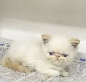 エキゾチックショートヘア【東京都・男の子・2025年7月21日・ホワイト】の写真3