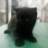 エキゾチックショートヘア【東京都・男の子・2025年6月25日・ブラック】の写真3