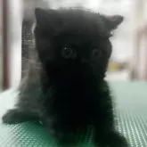 エキゾチックショートヘア【東京都・男の子・2025年6月25日・ブラック】の写真4