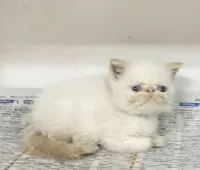 エキゾチックショートヘア【東京都・男の子・2025年7月21日・ホワイト】の写真4