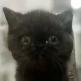 エキゾチックショートヘア【東京都・男の子・2025年6月25日・ブラック】の写真5