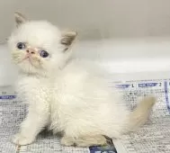 エキゾチックショートヘア【東京都・男の子・2025年7月21日・ホワイト】の写真5