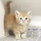 マンチカン(短足)【東京都・男の子・2025年7月22日・レッドタビー】の写真5