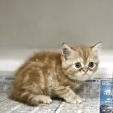 ミヌエット(長足)【東京都・女の子・2025年7月3日・レッドタビー】の写真5