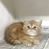 ミヌエット(長足)【東京都・女の子・2025年7月3日・レッドタビー】の写真7