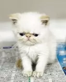 エキゾチックショートヘア【東京都・男の子・2025年7月21日・ホワイト】の写真8