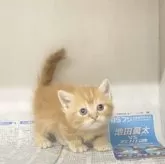 マンチカン(短足)【東京都・男の子・2025年7月22日・レッドタビー】の写真8