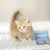 マンチカン(短足)【東京都・男の子・2025年7月22日・レッドタビー】の写真9