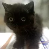 エキゾチックショートヘア【東京都・男の子・2025年6月25日・ブラック】の写真9