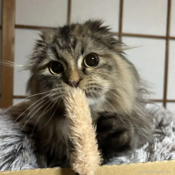 ID：2209-00636の子猫