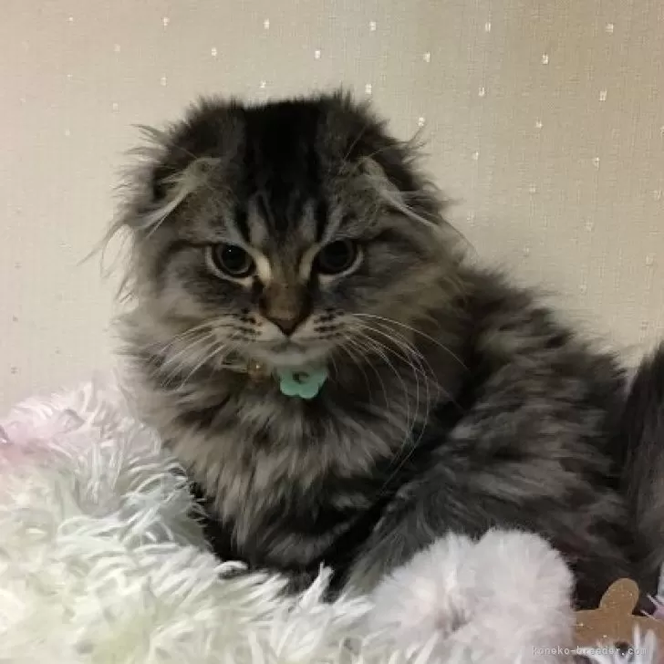 たき 様のお迎えした子猫