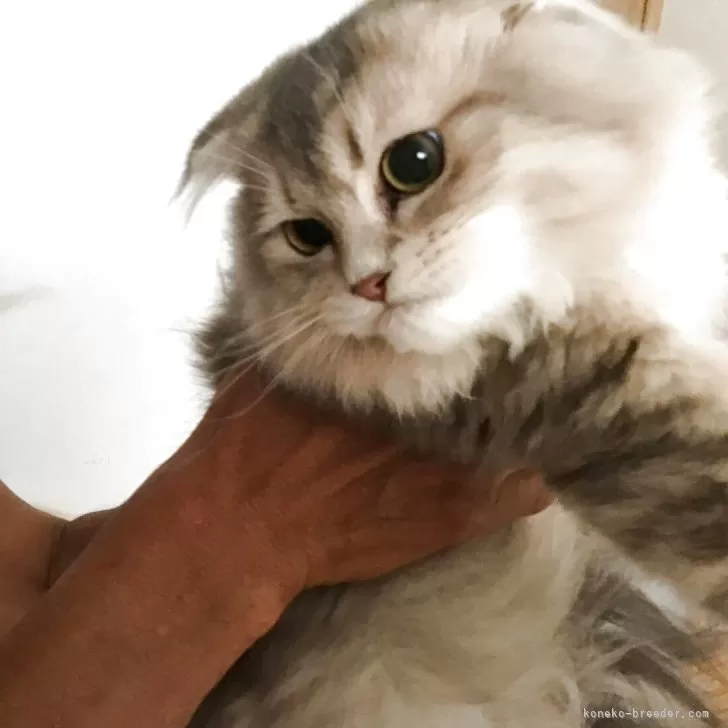 スコティッシュ&ミヌエット【千葉県・男の子・2025年3月15日・シルバータビーホワイト】の写真1