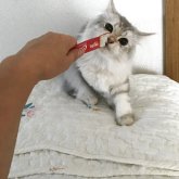 スコティッシュ&ミヌエット