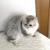 スコティッシュ&ミヌエット【千葉県・女の子・2025年3月15日・シルバータビーホワイト】の写真2