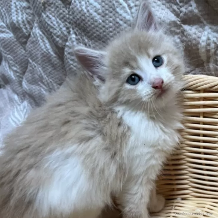 ID：2410-03282の子猫